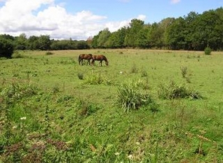  Caballos en la Naturaleza 